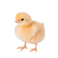 Fototapeta premium Adorable fluffy yellow chick standing gracefully on a white background, perfect for spring themes
