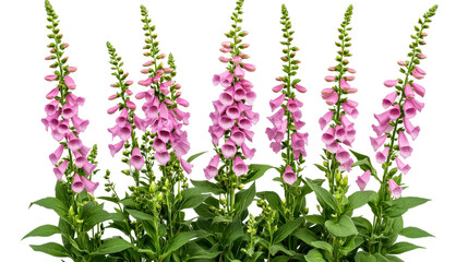 Pink foxglove inflorescence, digitalis in bloom, spotted throat detail, cut out transparent