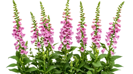 Pink foxglove inflorescence, digitalis in bloom, spotted throat detail, cut out transparent