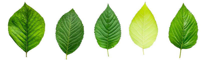 Five fresh leaves of different colors, shapes , cut out transparent