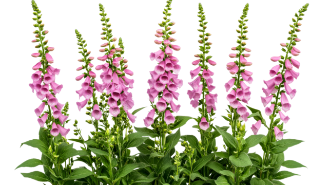 Pink foxglove inflorescence, digitalis in bloom, spotted throat detail, cut out transparent