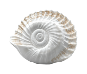 Ocean shell discovery coastal beach nature isolated on transparent background, png
