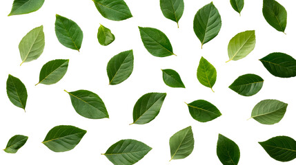 Fototapeta premium Fresh green leaves on black background, pattern, detail, cut out transparent