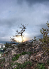  A lonely tree on the top of a mountain.