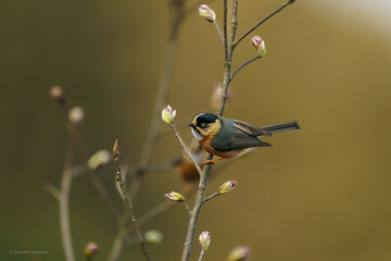 Black-browed tit