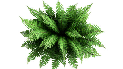 Lush green fern, foliage background, isolated plant, cut out transparent