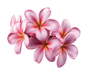 Blossoming Pink Frangipani Flowers Natural