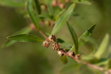 Shrubby yellowcrest seed pods