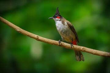 Red-whiskered bulbul