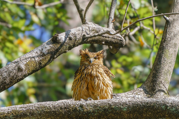 Tawny Fish Owl