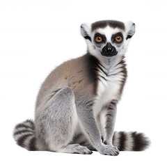 Fototapeta premium A cute, curious lemur sitting gracefully, showcasing its distinctive features and vibrant fur.
