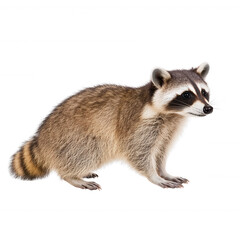 Fototapeta premium A cute raccoon stands on its hind legs, showcasing its distinctive features and curious expression against a white isolated background.