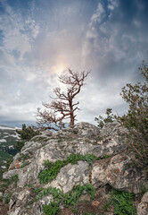  A lonely tree on the top of a mountain.