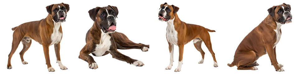 Obraz premium Boxer dog on a transparent background.