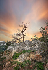  A lonely tree on the top of a mountain.
