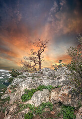  A lonely tree on the top of a mountain.