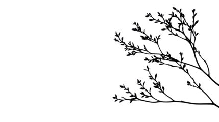 Minimalist floral design featuring delicate branches and foliage, cut out transparent