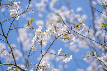 青空に映える桜