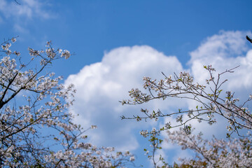 青空に映える桜