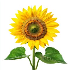 Fototapeta premium Vibrant Yellow Sunflower Close Up on White