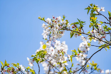 青空に映える桜