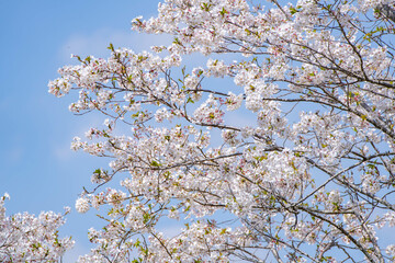 青空に映える桜