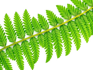 fern leaf isolated on white background