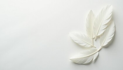 White feathers softly arranged on white, pristine surface , background, light, light and shadow