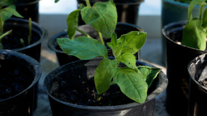Seedlings of flowers in pots. Panorama. Growing seedlings of flowers and vegetables in spring.