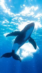 Whale Underwater, Sunny Sky
