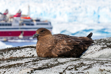 Brown skua (Stercorarius antarcticus or Antarctic skua), a large seabird resting on Petermann Island in Antarctica
