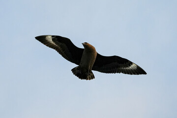 Brown skua (Stercorarius antarcticus or Antarctic skua), a large seabird flying around Cuverville Island in Antarctica