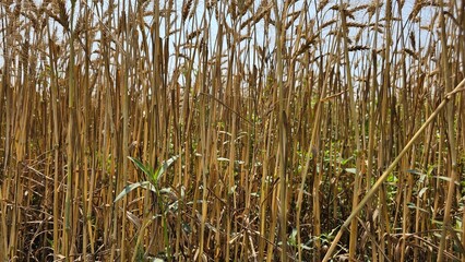Tall, golden-brown like wheat plants, are densely packed, reaching upwards with thin, elongated stems.