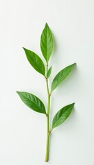 Obraz premium Single stem with a few sprouts isolated on white background, foliage, minimalist