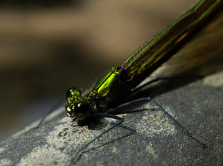 ZYGOPTERA. CABALLITO DEL DIABLO. INSECTO INVERTEBRADO.