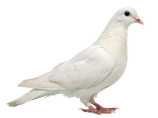 White feather pigeon bird isolated on transparent background