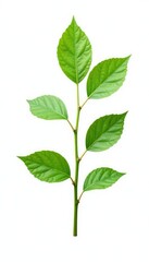 Delicate leaves and stems on a single branch isolated on white background, leafy greens, , delicate texture