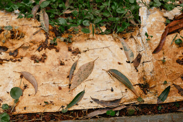 Close up of tree bark with fallen leaves and greenery, showcasing nature s textures and colors, perfect for eco themed projects or organic design concepts