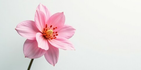 Fototapeta premium elegant flower in full bloom against crisp white background, crisp, bloom, purity