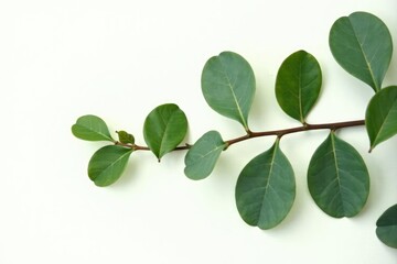 Fototapeta premium Eucalyptus leaves and stems isolated on white, botanical, eucalyptus leaf, eucalyptus stem