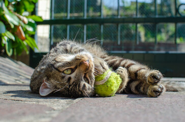 close up of a cat