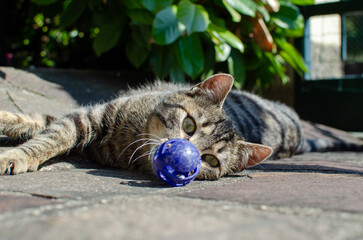 cat lying on the floor
