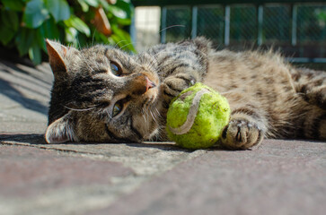 tabby cat lying on the grass