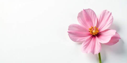 Delicate flower isolated on white background with subtle texture, bloom, nature