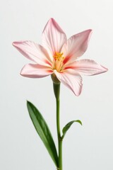 Fototapeta premium Delicate flower isolated on a white background, highlighting its intricate details, petals, spring, botanical