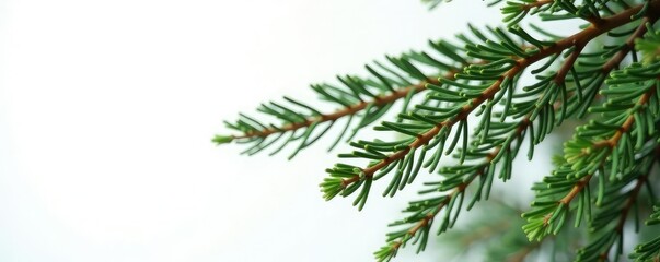 Long, slender branches of fir tree against white backdrop, white, wood