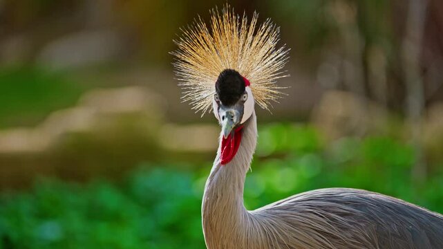 Exotic bird black crowned crane closeup