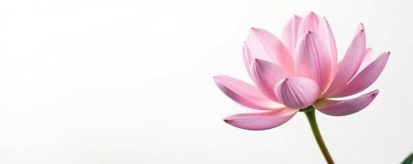 Fototapeta premium Delicate flower with intricate petals isolated on white background, texture, foliage