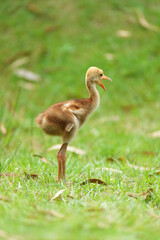 Baby of Eastern Sarus Crane free-ranging and protected species by local people.