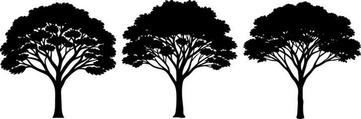 Obraz premium Acacia tree vector collection & Set of tree silhouette vector designs